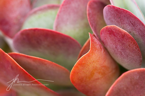 Kalanchoe Thyrsiflora, Florida