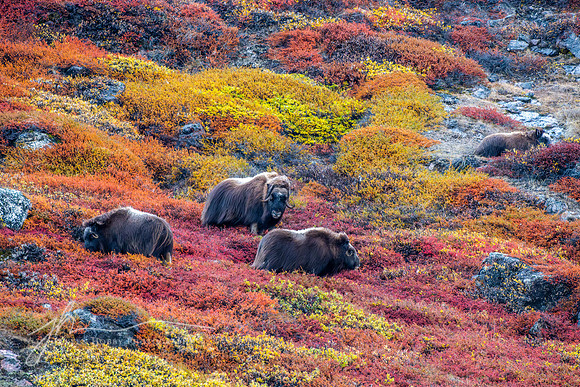 "Musk Oxen Grazing on Autumn Foliage"