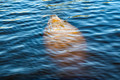 Manatee #2, The Everglades, Florida
