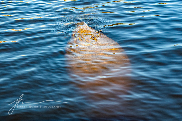 Manatee #2, The Everglades, Florida