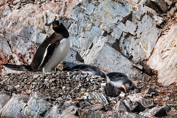 "Care and Pride" Gentoo penguin watching its chicks
