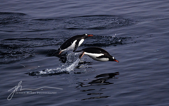 "Joy", Gentoo penguins porpoising