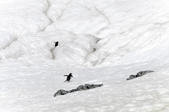 "Uphill Climb", Gentoo penguins