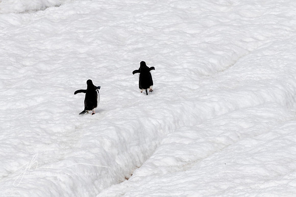 "Happy Trails", Gentoo penguins