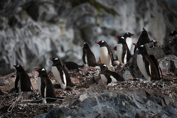 Gentoo penguin colony