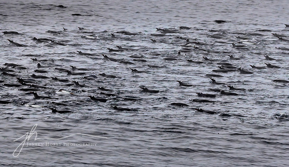 "Flock of Penguins at Sea", Gentoos