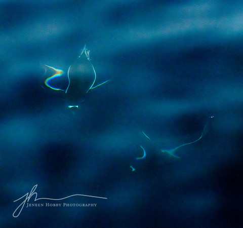 "Underwater Swimmers", Gentoo penguins