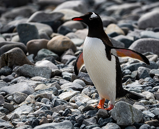"Morning Greeting," Gentoo