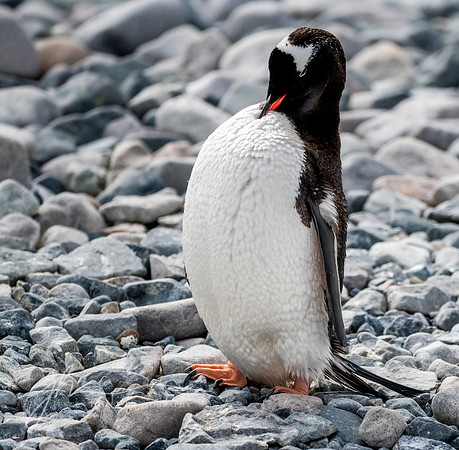 "Preening", Gentoo