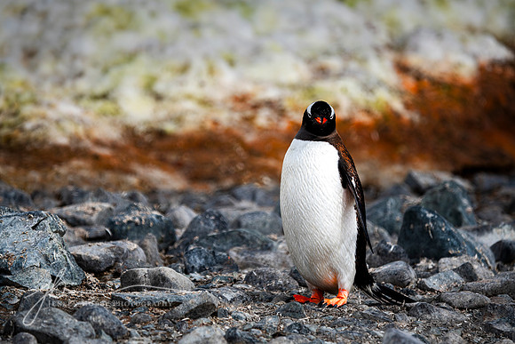 "Alert," Gentoo