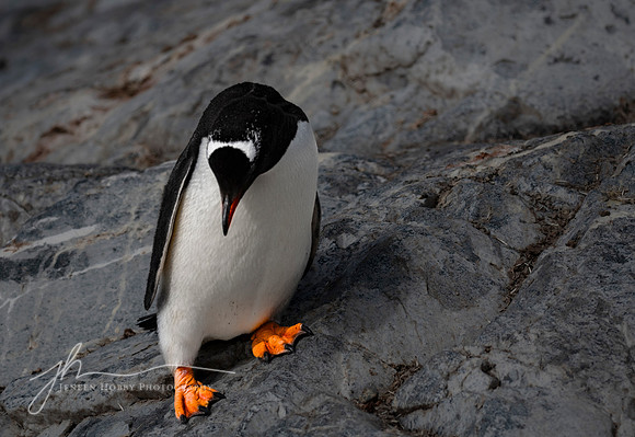 "Slip Slidin'", Gentoo