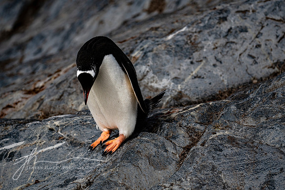 "Tricky Terrain," Gentoo