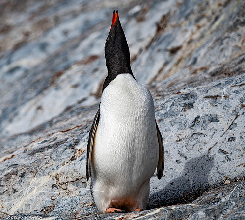 "Victory," Gentoo after breeding