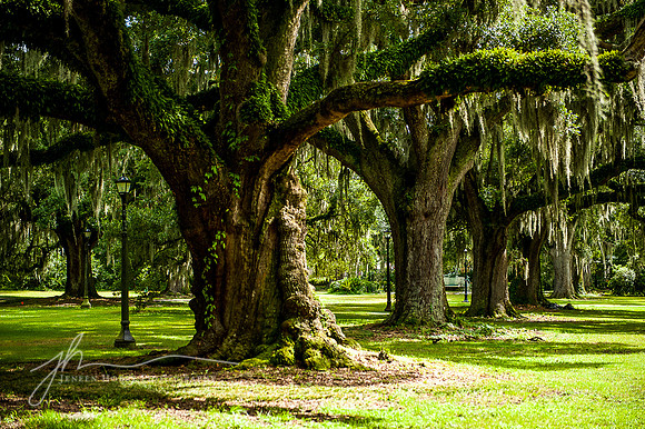 Oak Trees, Audubon Park, New Orleans, Louisiana