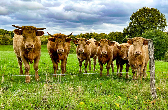 "Curiosity", Normandy countryside #3, France