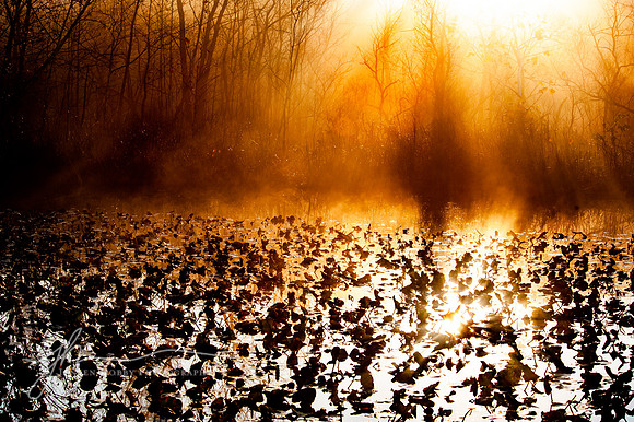 "Break of Day", Beaver Marsh #3. Cuyahoga Valley National Park, Ohio