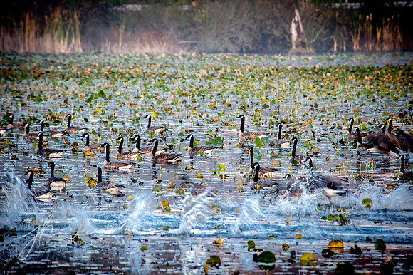 "Aloft", Canadian Geese, taking flight. Cuyahoga Valley National Park, Ohio