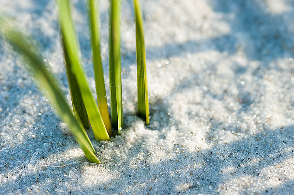 Seagrass, Florida