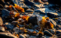 "Kelp in the Early Light," Clark Island, Maine