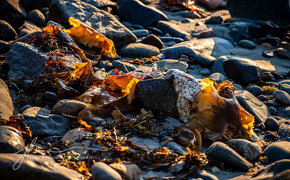 "Kelp in the Early Light," Clark Island, Maine