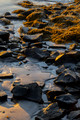 "Quiet Morning," Clark Island, Maine