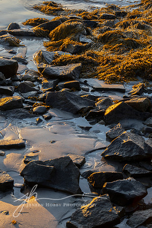 "Quiet Morning," Clark Island, Maine