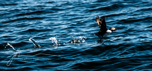 Puffin Taking Flight at Egg Rock Island
