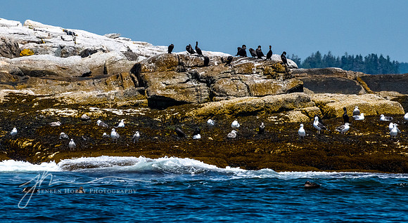Birds on Egg Rock Island