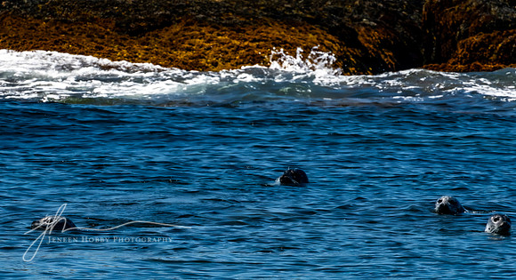 Harbor seals at Egg Rock Island