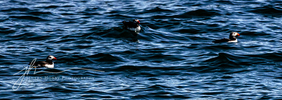 Puffins at Egg Rock Island