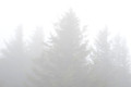 Fog, Spruce Knob, West Virginia
