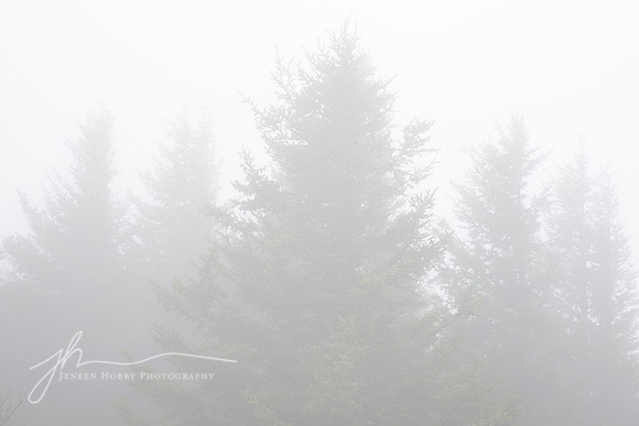 Fog, Spruce Knob, West Virginia