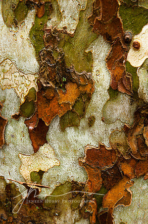 "Tapestry", Close-up of the bark of a London Plane Tree #1, Ohio City, Cleveland