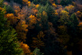 Forest at Blackwater Falls, West Virginia