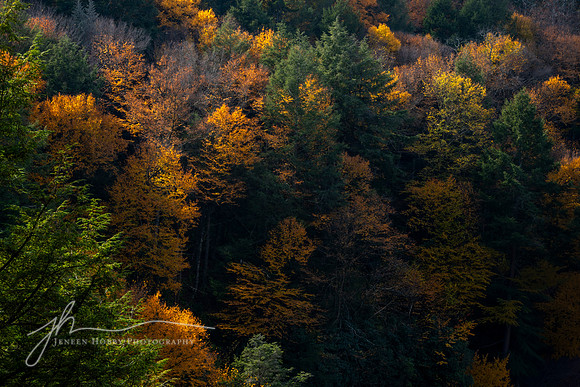 Forest at Blackwater Falls, West Virginia