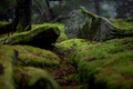 Moss, Spruce Knob, West Virginia
