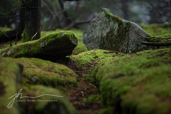 Moss, Spruce Knob, West Virginia