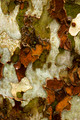 "Tapestry", Close-up of the bark of a London Plane Tree, Cleveland