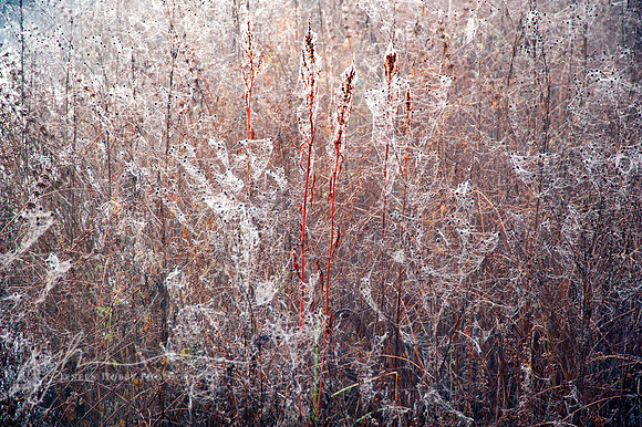 Beaver Marsh #1, Cuyahoga Valley National Park, Ohio