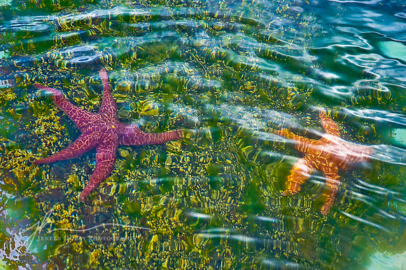 Sea Stars, Vancouver Island