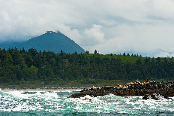 Vancouver Island #1, with sea lions