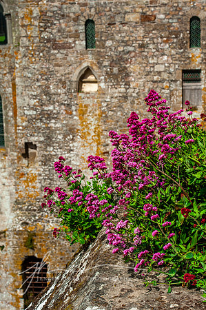 Mont Saint Michel, Normandy #5, France