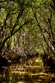 Mangrove Forest #2 the Everglades, Florida