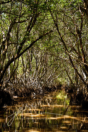 Mangrove Forest #2 the Everglades, Florida
