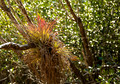 Mangrove Forest #1, the Everglades, Florida