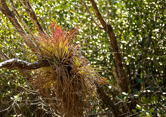 Mangrove Forest #1, the Everglades, Florida
