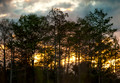 The Everglades #3, Florida