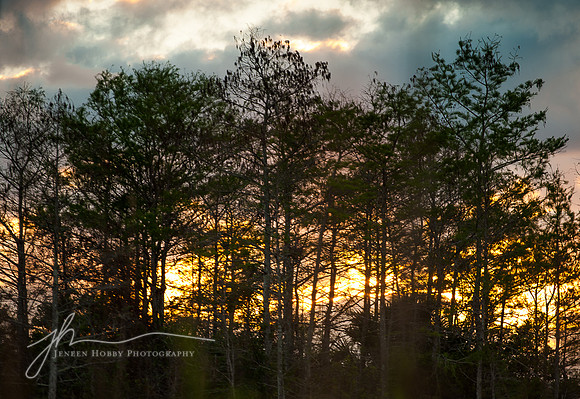 The Everglades #3, Florida