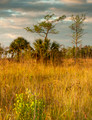 The Everglades #2, Florida