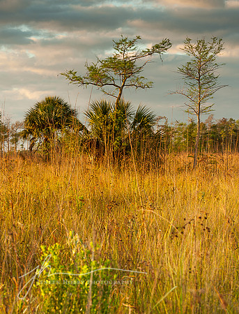 The Everglades #2, Florida
